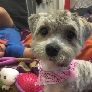 Meet your Posher, Destiny